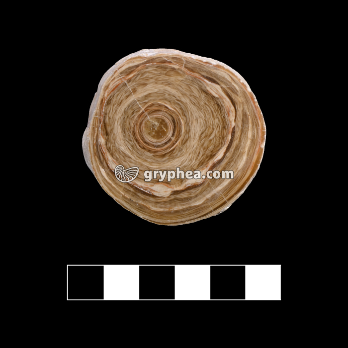 Stalactite - coupe transversale montrant les cernes de croissance - surface polie - gryphea.org